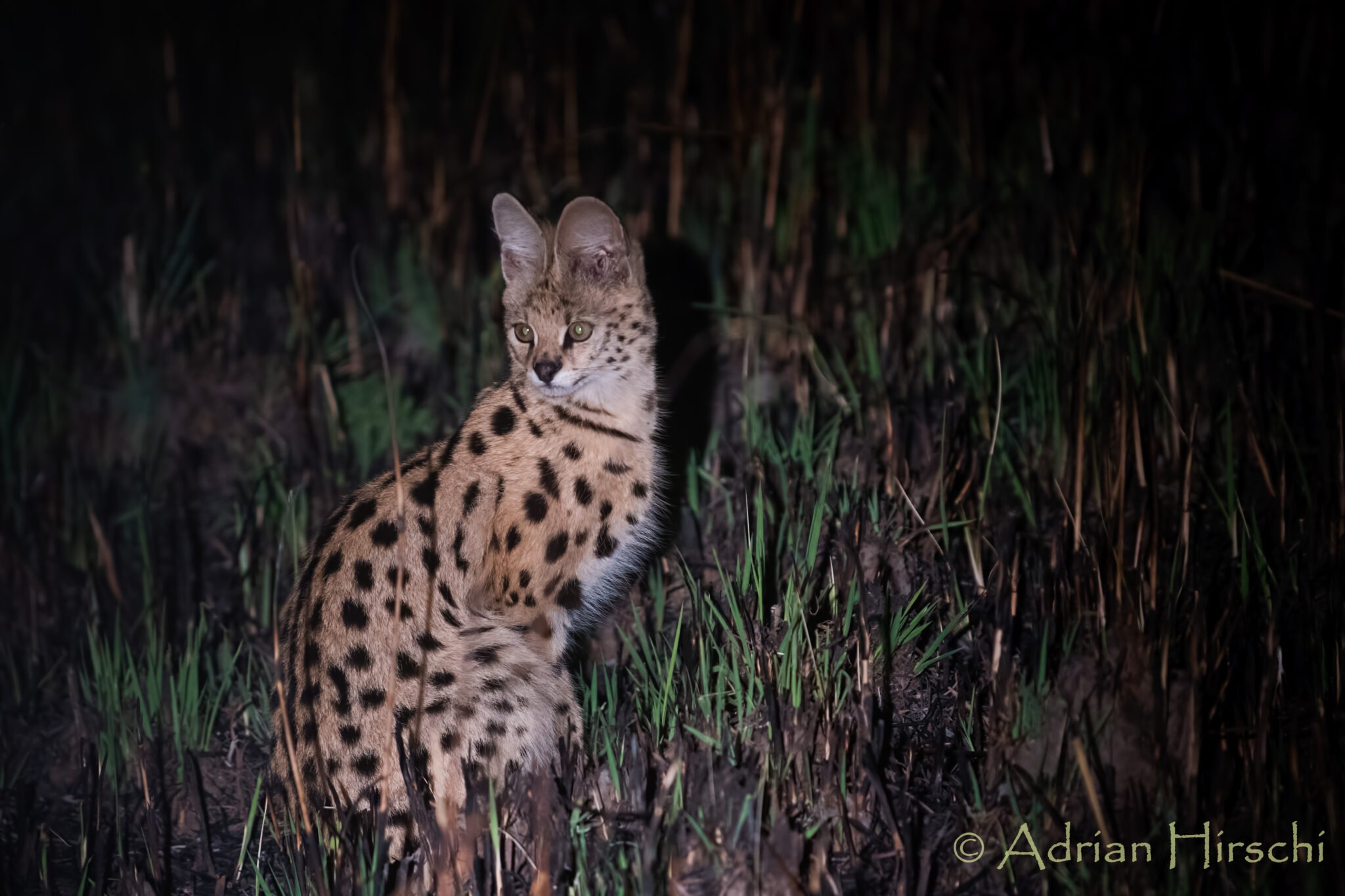 zambia kafue national park nanzhila plains camp 2