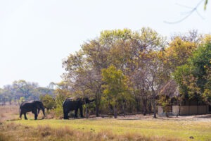 zambia kafue national park nanzhila plains camp 23