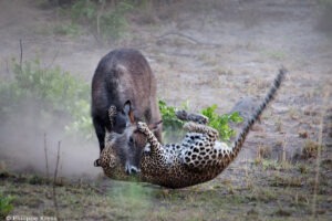 zambia kafue national park nanzhila plains camp 29