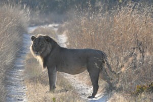 zambia kafue national park nanzhila plains camp 3