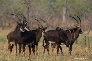 zambia kafue national park nanzhila plains camp 30