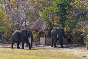 zambia kafue national park nanzhila plains camp 9