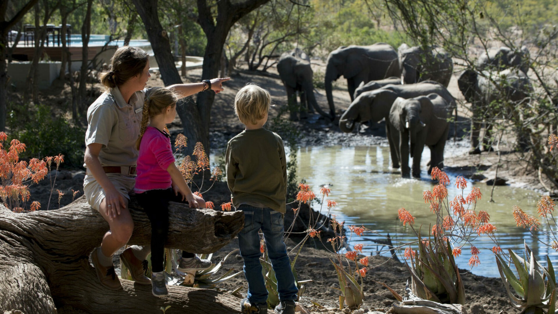 south africa kruger national park ngala safari lodge 29