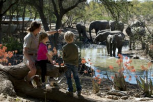 south africa kruger national park ngala safari lodge 29