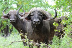 south africa kruger national park makuleke baobab hill bush house 16