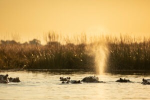 botswana linyanti selinda camp 17
