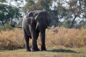 botswana maun thamalakane river lodge 14