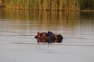 botswana maun thamalakane river lodge 15