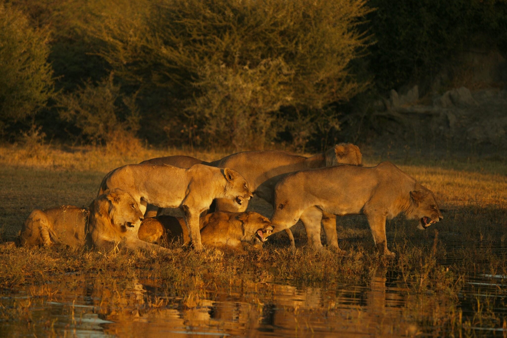 botswana okavango delta duba plains camp 3 botswana okavango delta duba plains camp 3