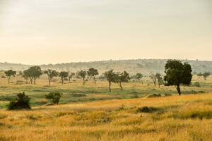 tanzania serengeti mara mara tented lodge 11