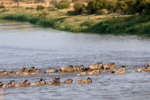 tanzania serengeti mara mara tented lodge 5
