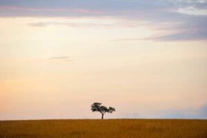 tanzania serengeti mara mara tented lodge 8