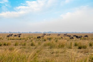 zambia simalaha horse safaris 47