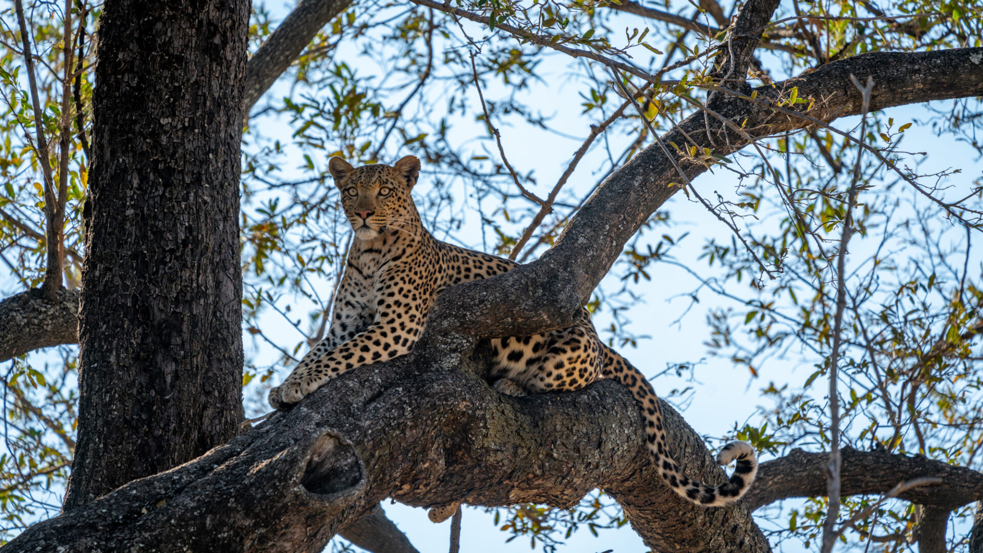 frank leopard moremi okavango delta botswana