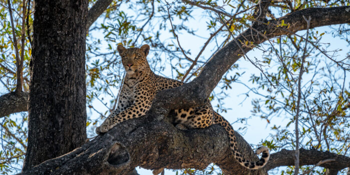 frank leopard moremi okavango delta botswana