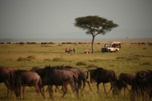 kenya masai mara naibor wilderness camp 3