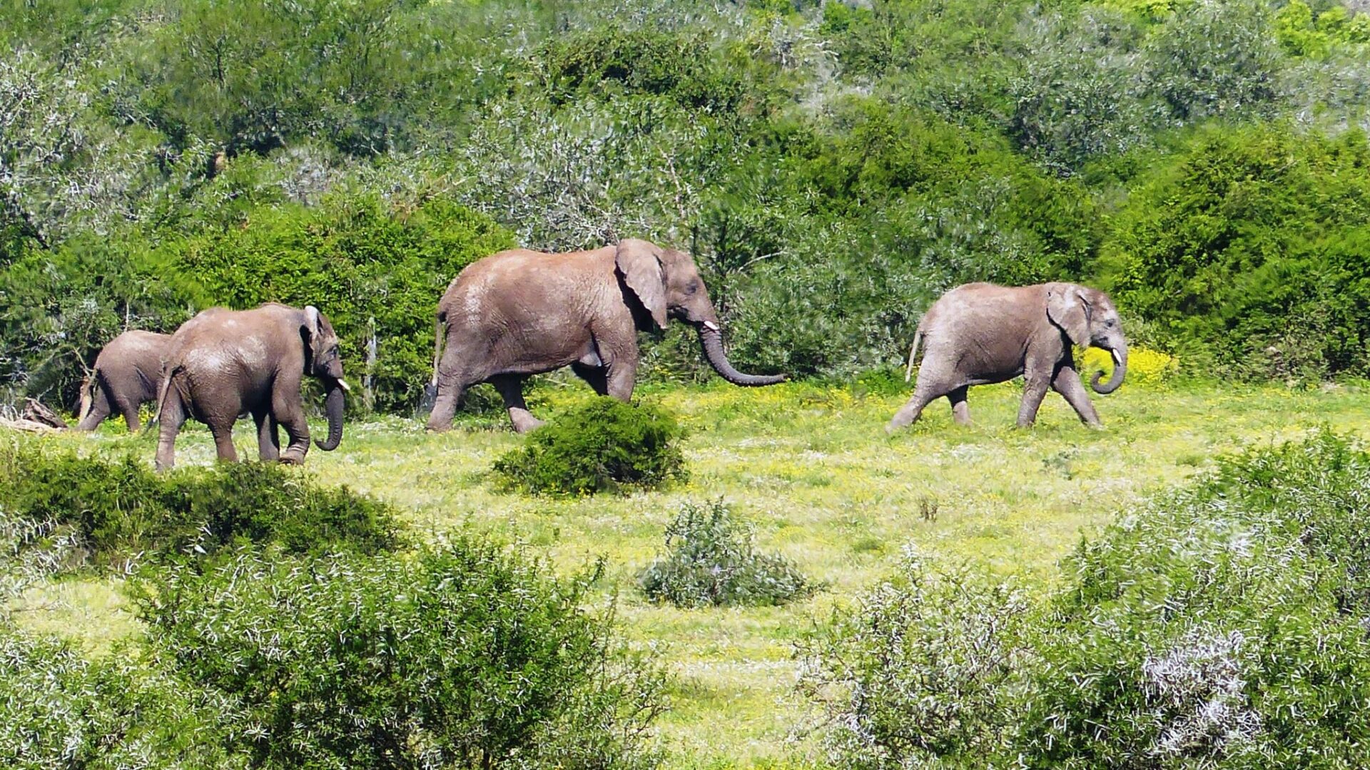 south africa garden route mantis founders lodge1