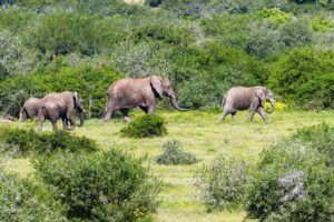south africa garden route mantis founders lodge1