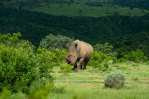 south africa garden route mantis founders lodge2