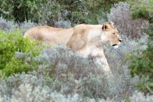 south africa garden route mantis founders lodge31