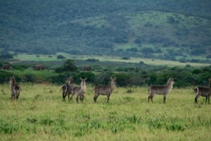 south africa garden route mantis founders lodge6