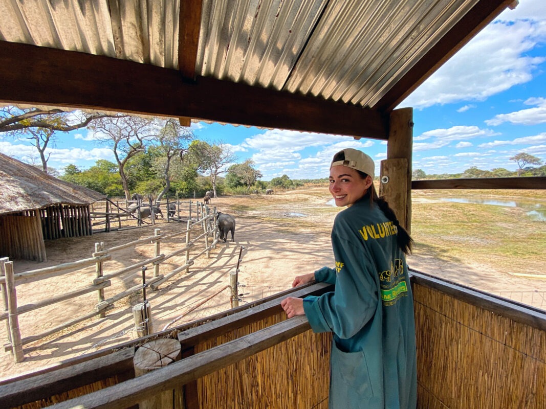 zambia volunteering project game rangers international kafue elephants holistic 26