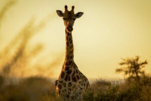 south africa kalahari madikwe safari lodge22