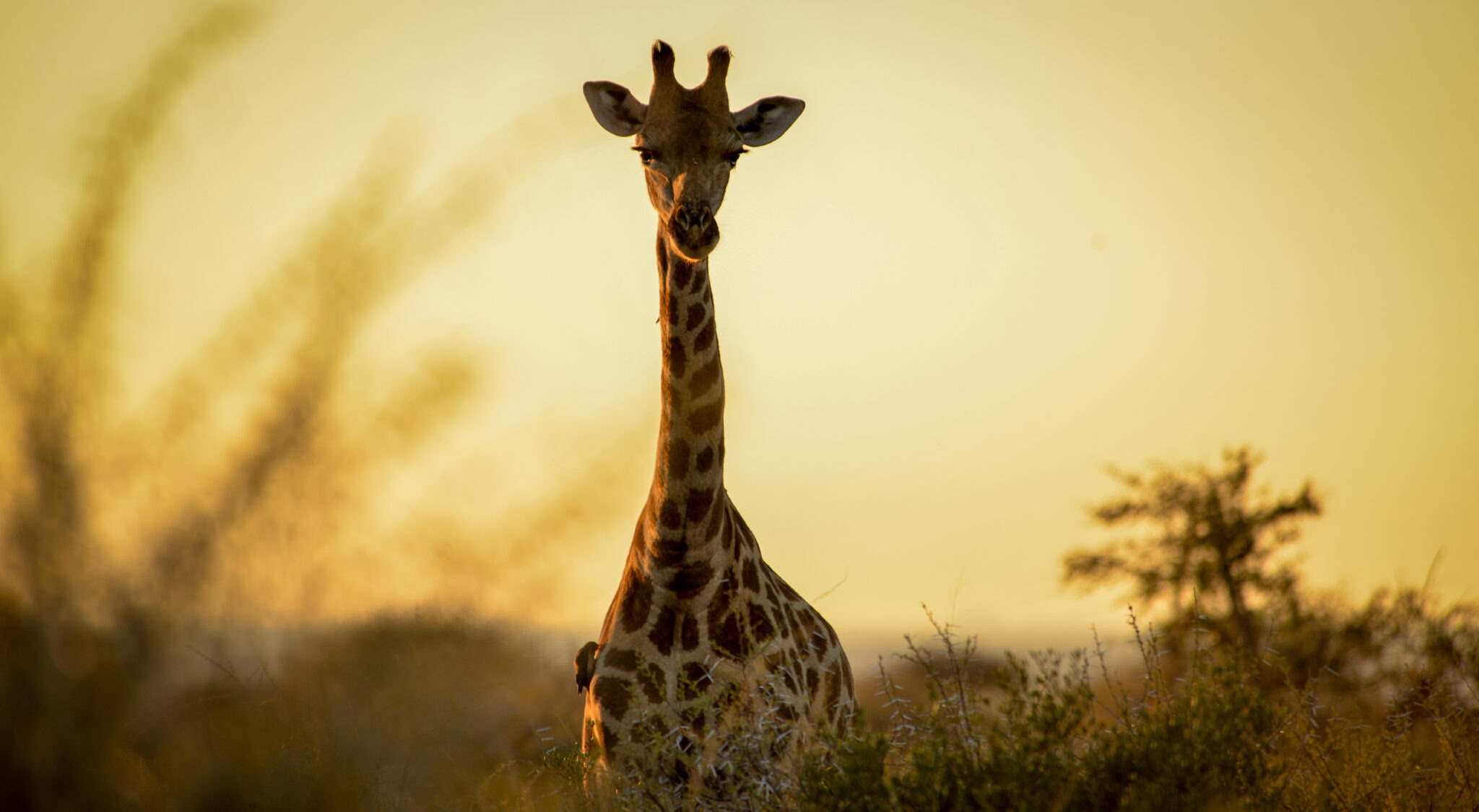 south africa kalahari madikwe safari lodge22