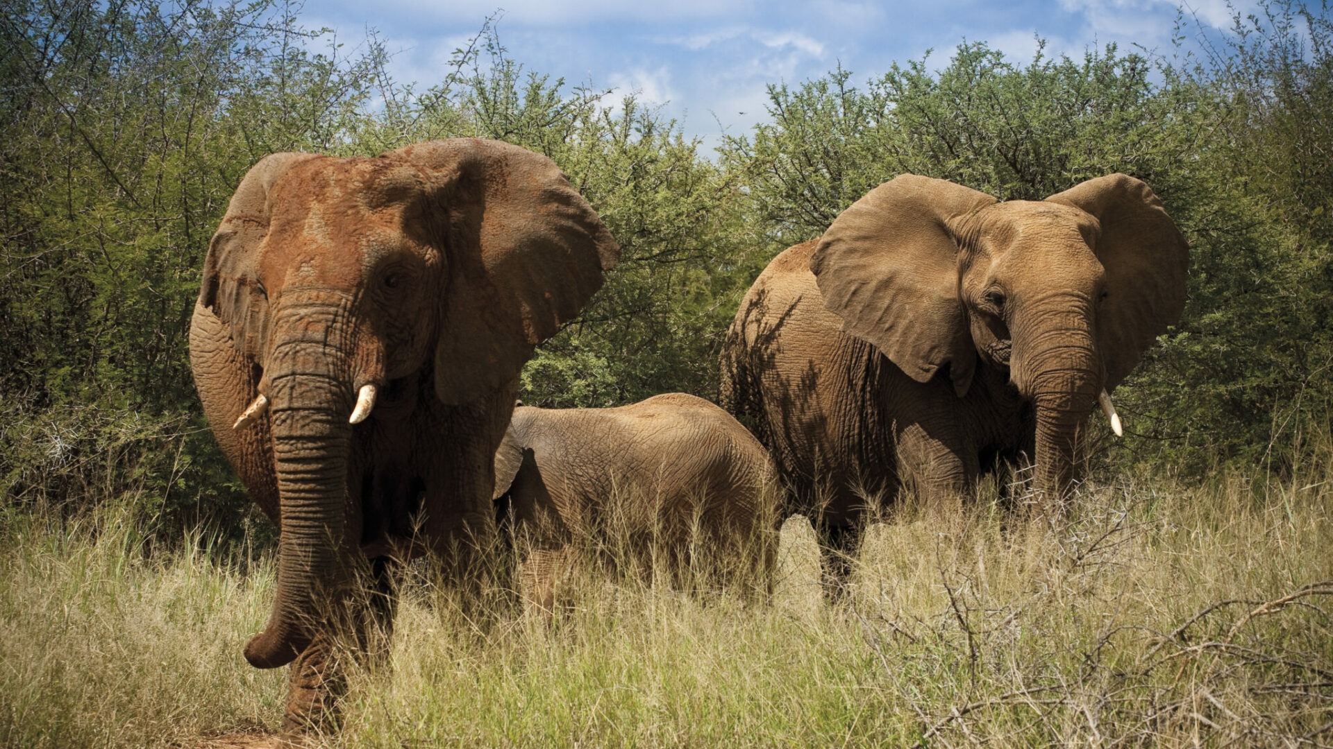 south africa kalahari madikwe safari lodge6