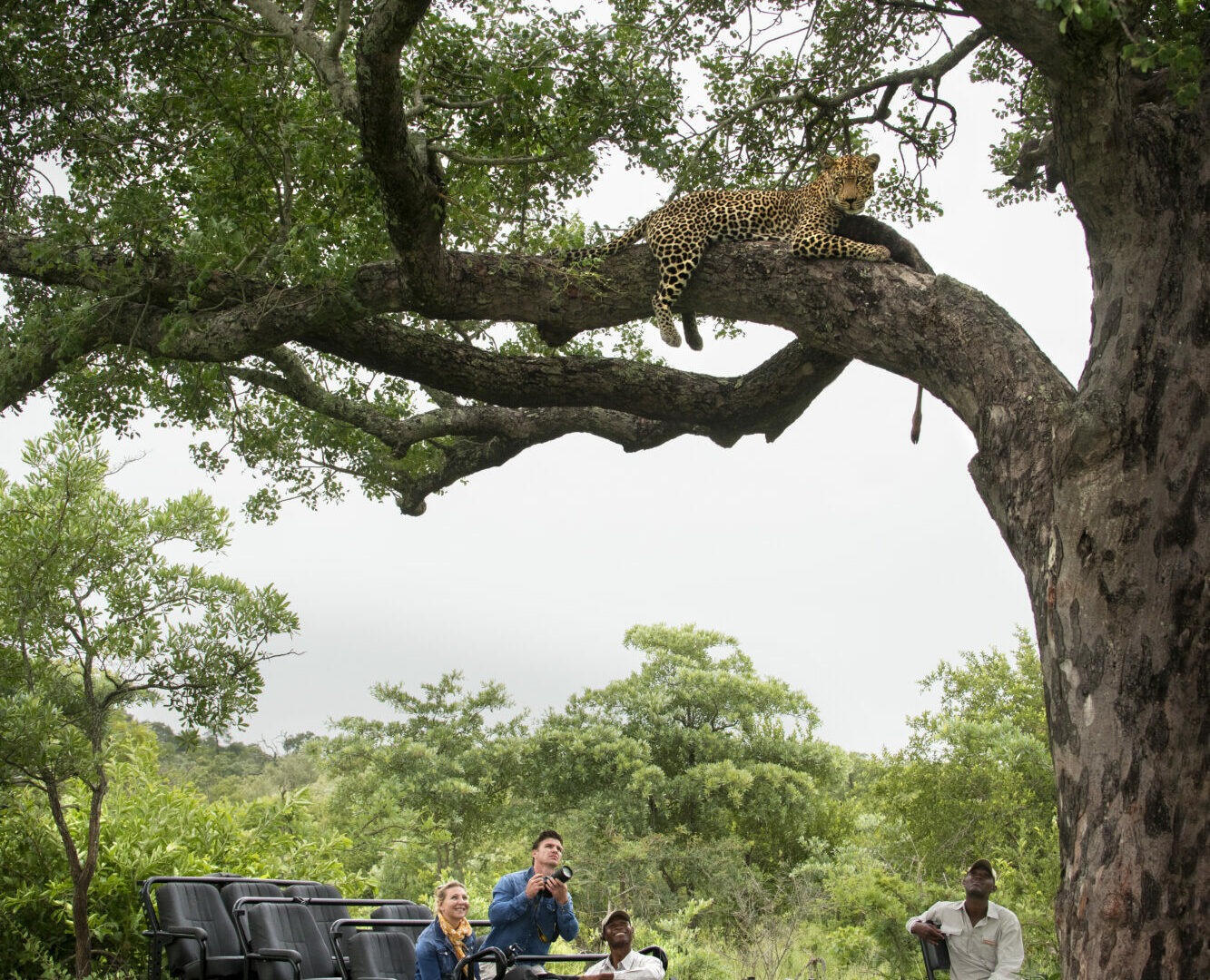 South Africa Southern Greater Kruger Cheetah Plains 21