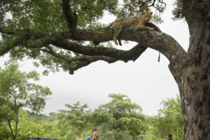 South Africa Southern Greater Kruger Cheetah Plains 21