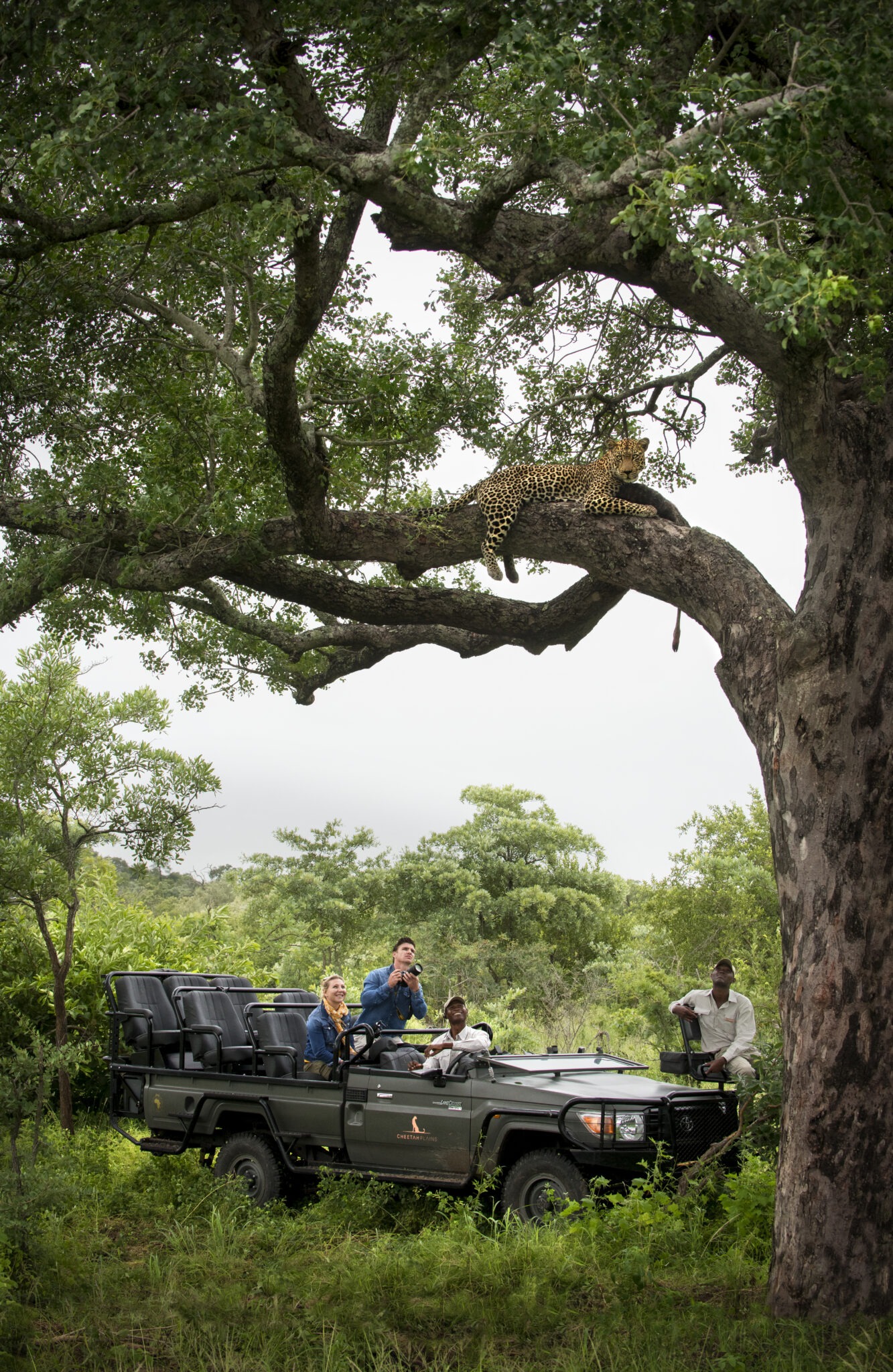 South Africa Southern Greater Kruger Cheetah Plains 21