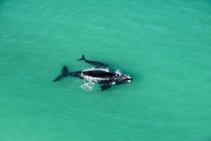 south africa whale coast morukuru ocean house 38