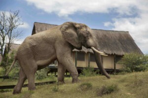 South Africa Garden Route Gorah Elephant Camp 22 1