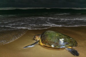 South Africa Northern KZN Thonga Beach Lodge 12