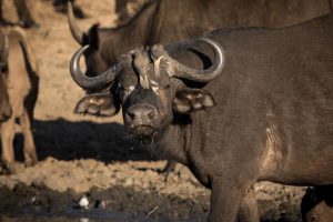 South Africa Makanyi Private Game Lodge (1)