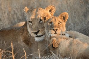 South Africa Makanyi Private Game Lodge (2)
