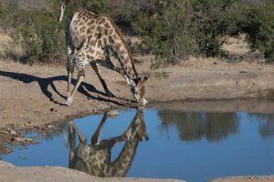 South Africa Makanyi Private Game Lodge (3)