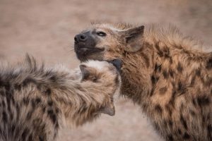 South Africa Makanyi Private Game Lodge (4)