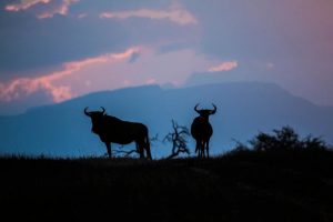 South Africa Makanyi Private Game Lodge (5)