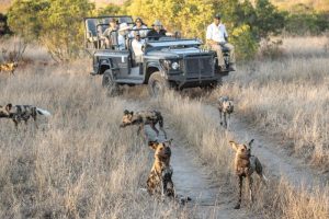 South Africa Makanyi Private Game Lodge (6)