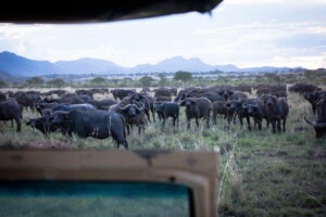 uganda kidepo valley apoka safari lodge activities10