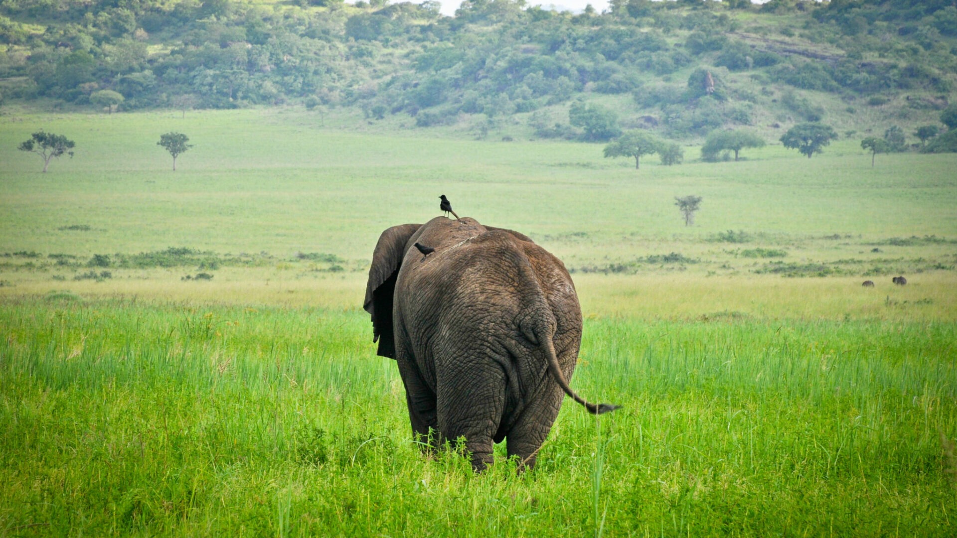 uganda kidepo valley apoka safari lodge activities15
