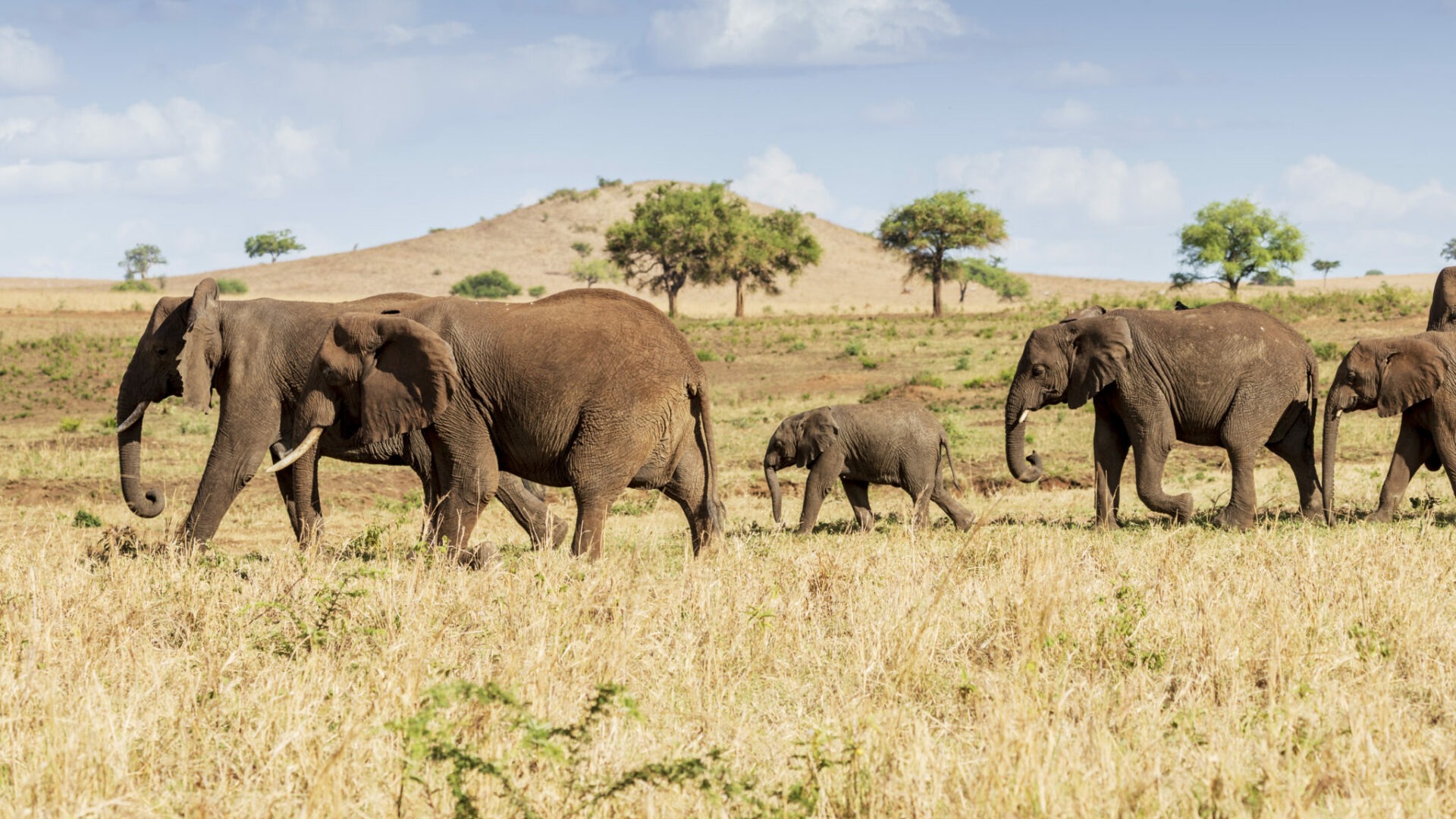 uganda kidepo valley apoka safari lodge landscape4