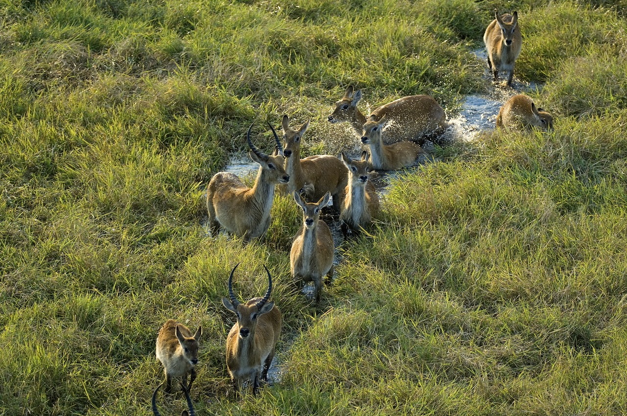 zambia kafue national park busanga bush camp39