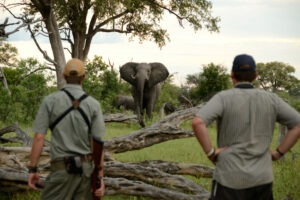zimbabwe hwange camelthorn lodge11