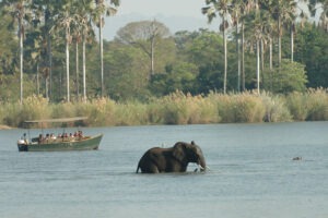 malawi liwonde national park mvuu lodge 22