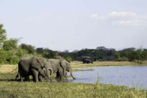 malawi liwonde national park mvuu lodge 25