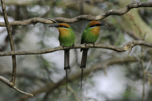 malawi liwonde national park mvuu lodge 26