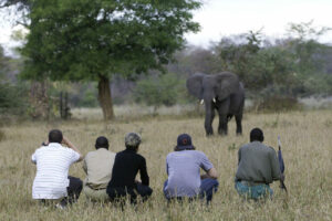 malawi liwonde national park mvuu lodge 28